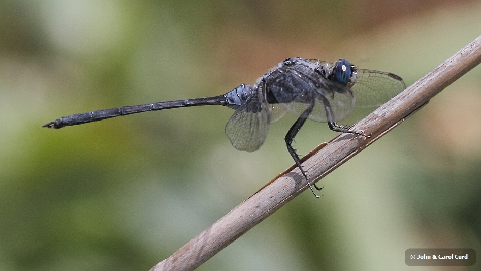 J16_0181 Orthetrum trinacria male.JPG